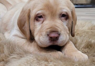Duke puppy lab