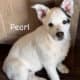 Seeking Family to love, Blue Heeler / Texas Heeler