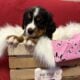 Bernese Mountain Dog Puppies