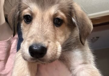 8 Week Old Puppies!! Make an offer!!