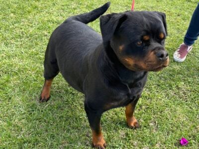 Rehoming female Rottweiler