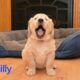 Golden retriever
