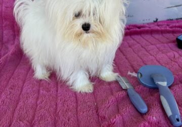 Quality Girl Maltese
