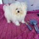 Quality Girl Maltese