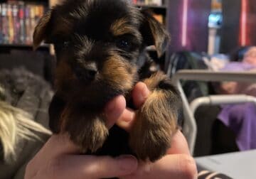 Lovely Yorkies