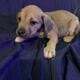 American Staffordshire Terrier Puppies