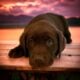 AKC Labrador Retriever