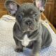 French Bulldog Frenchie Beautiful Blue & Tan Boy