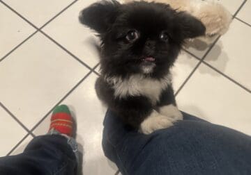 Pekingese pup