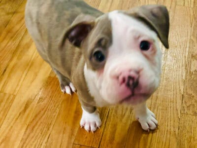 8 week old Pitty Pups in need of homes