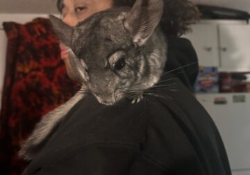 Two girls need new home