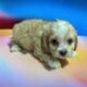 Cavapoo Babies