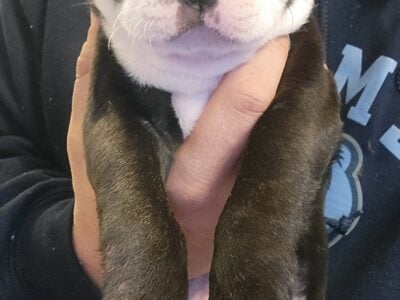 Boston Terrier (CKC)