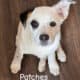 Seeking Family to love, Blue Heeler / Texas Heeler