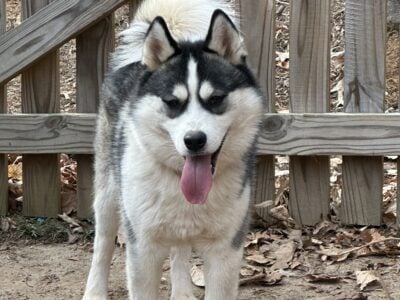 1 Year Old Siberian Husky/Samoyed
