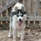 1 Year Old Siberian Husky/Samoyed