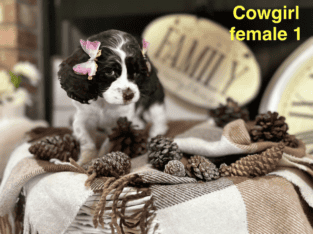 FULL BREED COCKER SPANIEL