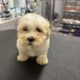 Teddy Bear Puppies! Shih Tzu & Bichone Frise MIx