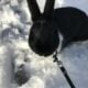 Bunnies For Sale