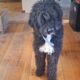 Goldendoodle