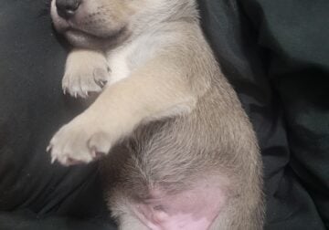 Pitsky 9 weeks