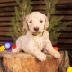 Standard Multi-Gen Labradoodles DNA Screened
