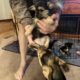 Chorkypoo puppies for Rehoming