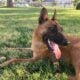 Beautiful Belgian Shepherds for rehoming ASAP