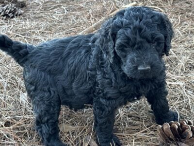 Bailey – rare, black goldendoodle
