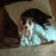 8 adorable puppies