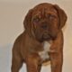Puppy Dogue de Bordeaux