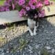 11 week old Fox terrier puppies