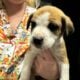 Free puppies