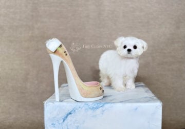 Teacup Arabella