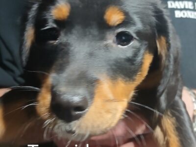 Collie/Beaglier puppies for sale
