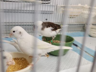 Fife canaries