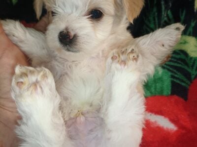 Platinum Parti Morkie