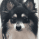POMERANIANS WHITE 6WKS