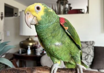 double yellow headed amazon
