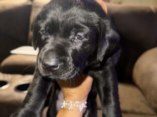 Black lab
