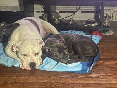 Cane Corso Puppy