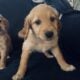 Mini golden doodles