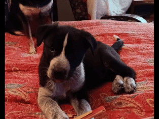 Cattle dog/?