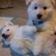 AKC GERMAN SHEPHERD PUPPIES READY VALENTINES DAY