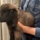 Alpha is like a little bear