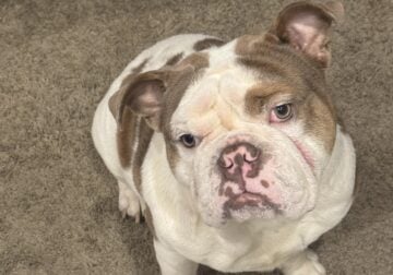 English Bulldog Brutus