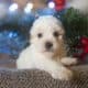 Maltipoo Puppies – 8 week old males