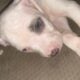 Adora-bull pit bull puppies!
