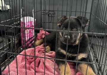 German Shepherd Puppies