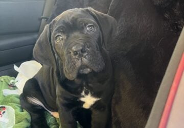 Cane Corso made pups 8 weeks